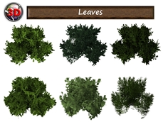 Leaves