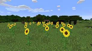Sunflower 1