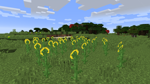 Sunflower 2