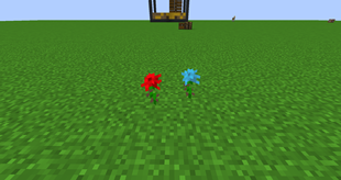 Rose and cyan flower!