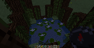 waterlilys, water, and vine
