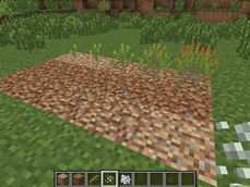 SaltMod_Saltwort cultivation