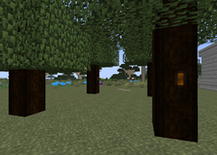 Rubber Trees!