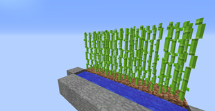 Sugar Cane