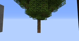 Oak Tree