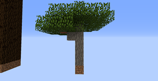 Acacia Tree