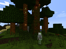 Jungle