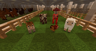 Cute Animals