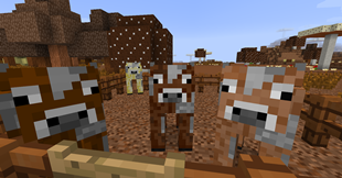Cocoa Cows
