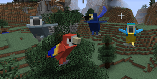 Parrots