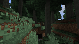 Sugi Forest