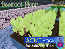 Beetroot Plant