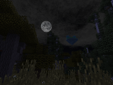 Night in the Forest