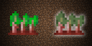 Beetroot