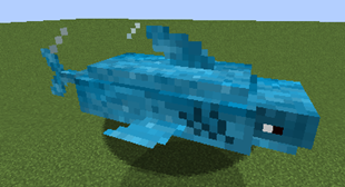 blue Shark