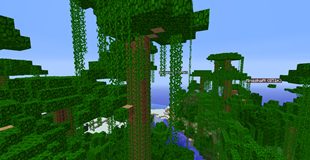 Rainforest