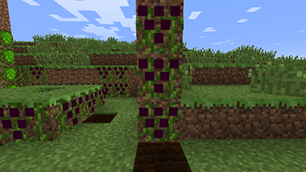Grapes