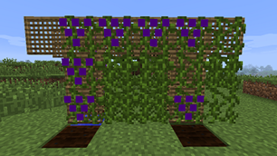 Lattice with vine curtain