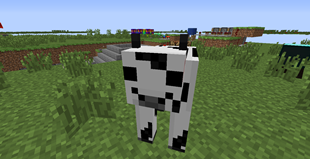 Chocolate Cow