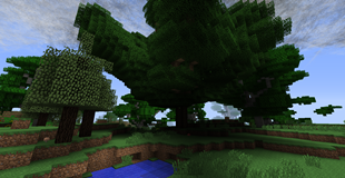 Big Tree