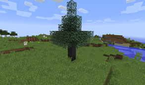 Rubber Tree