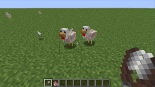 Plucked chickens