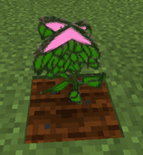 Bearded Azalea