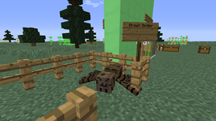 Brown Spider