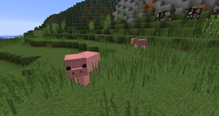 PIGS!