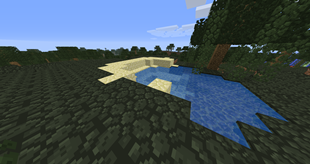Swamp