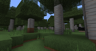 Birch!