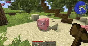 Pig