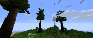 Redwood Forrest!