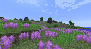 Lavender Fields