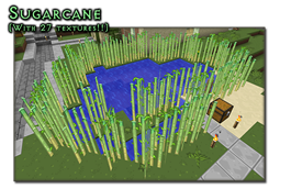 sugarcane