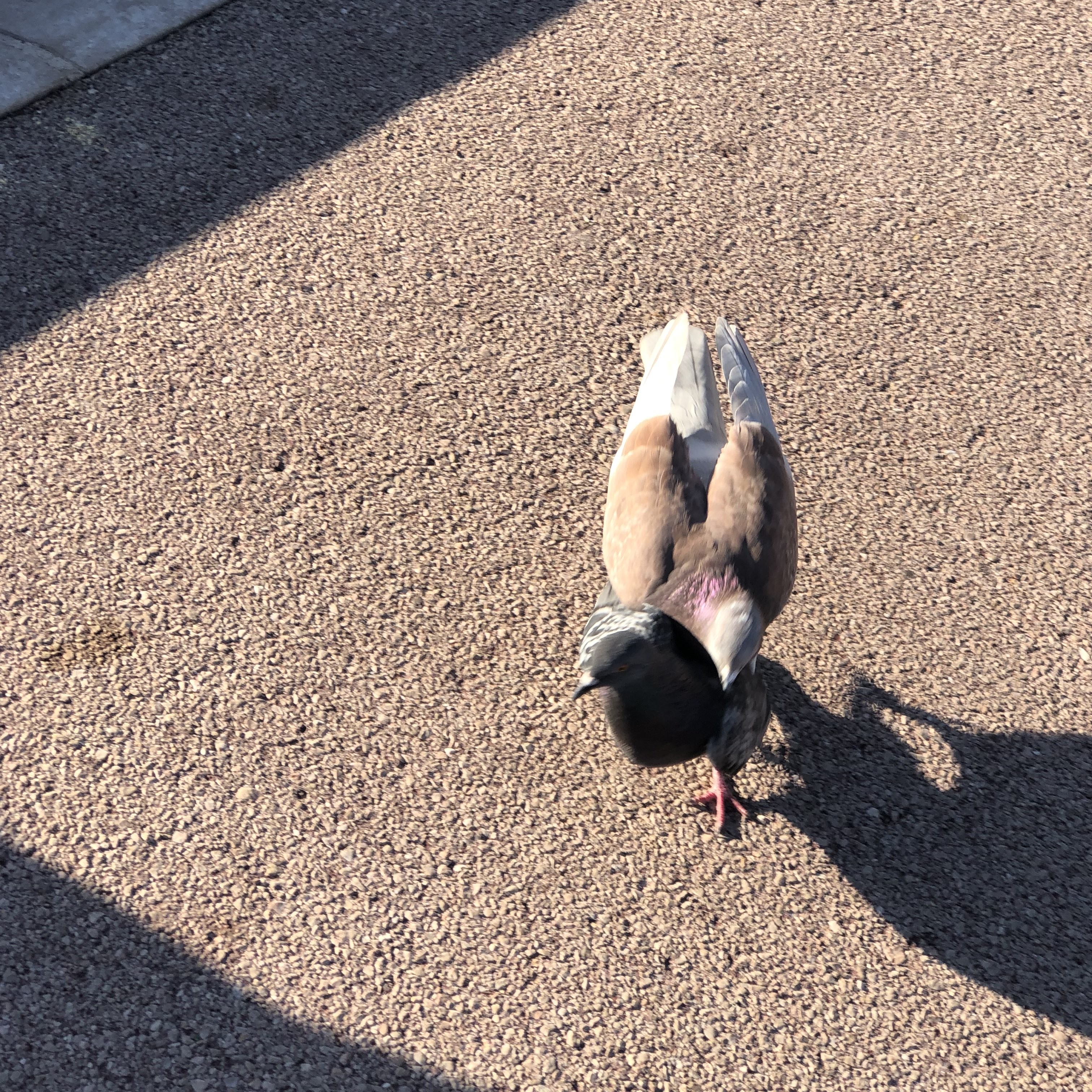 Aquamirae x Better Combat Compatibility