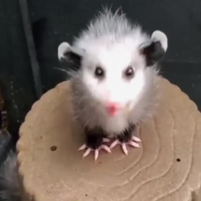 creepy cute