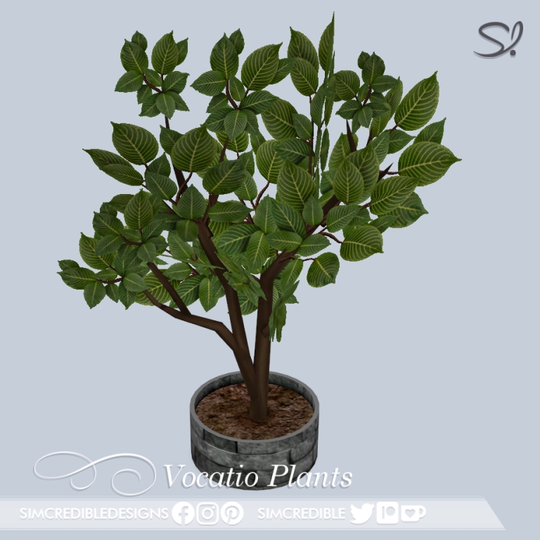 Vocatio potted tree 🌳 logo