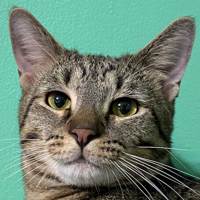 Cattastic