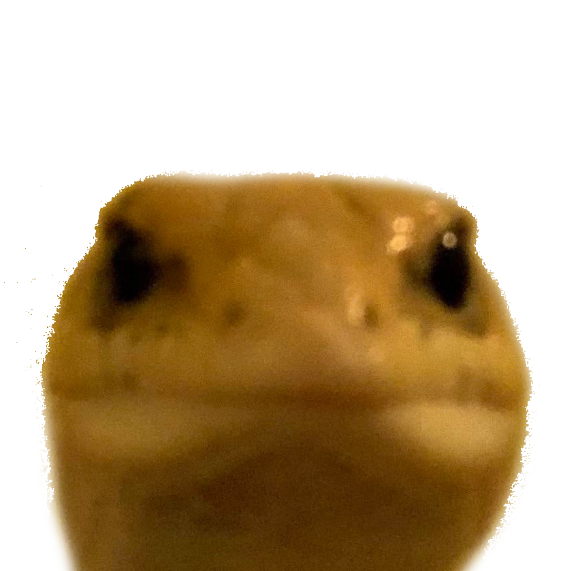 EchSMP