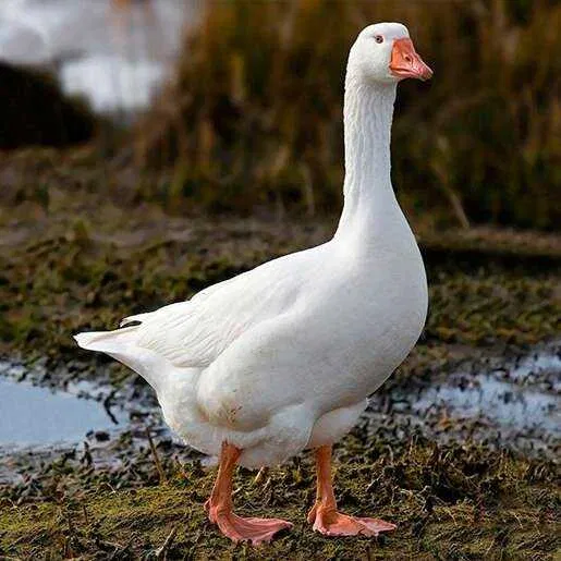 the funny goose