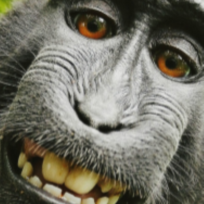 Ape Adventure 1.20.1 icon