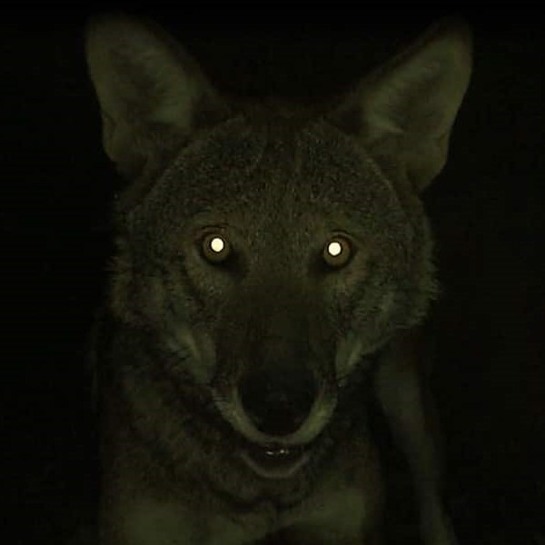 Sounds of the Forest