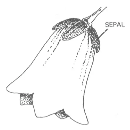 Sepals