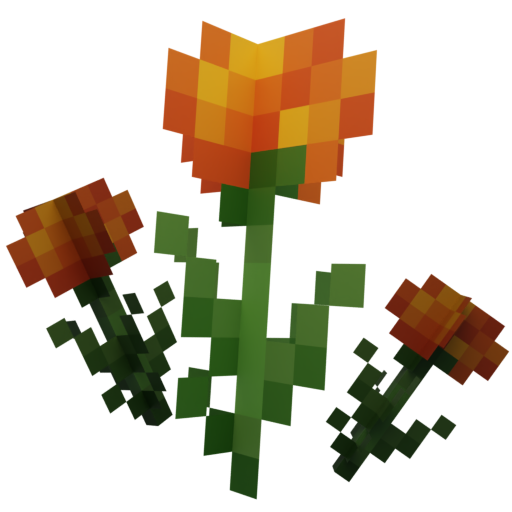 Marigold Flower!