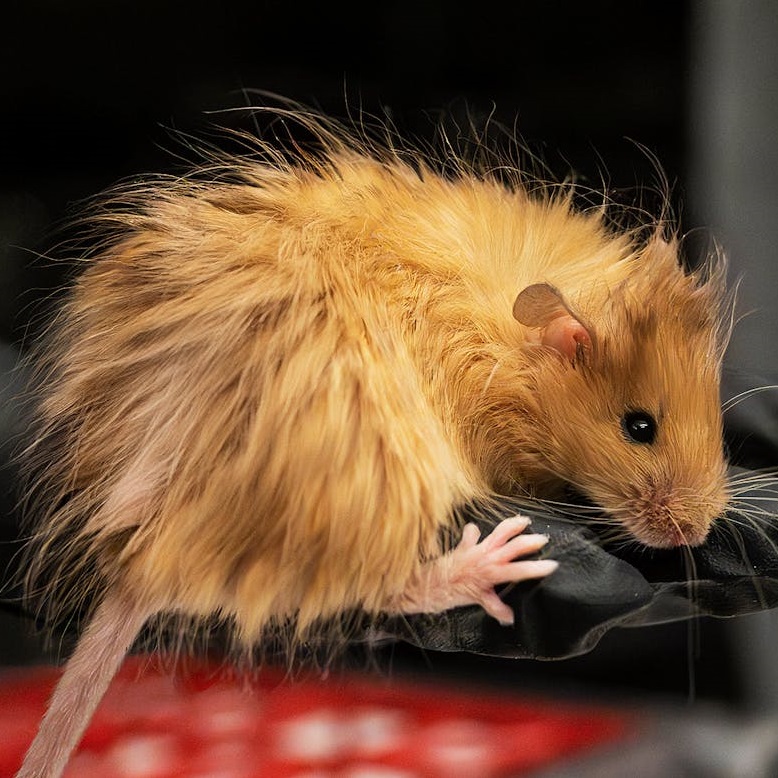 Progressive Mechanics Library