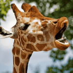 GiraffeDiarrhea member profile picture