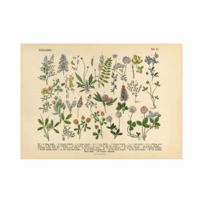 Botanical Horizontal Posters logo
