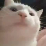 SmokieFox