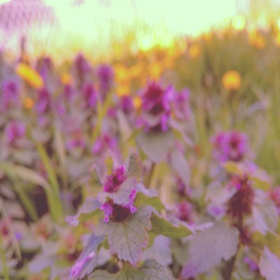 Sakura View
